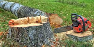 Best Emergency Tree Removal  in Moscow, ID