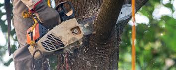 How Our Tree Care Process Works  in  Moscow, ID
