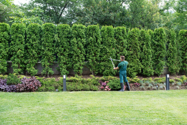 Moscow, ID Tree Removal Company