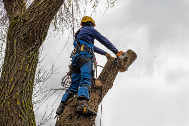 Best Tree and Shrub Care  in Moscow, ID