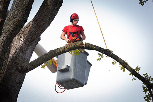Best Tree Maintenance Programs  in Moscow, ID