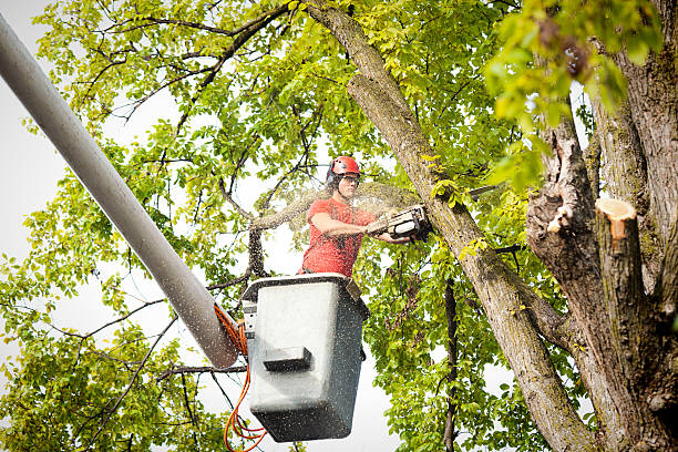 Best Stump Grinding and Removal  in Moscow, ID
