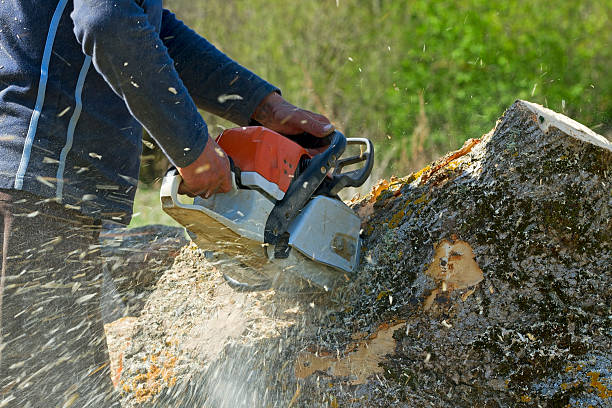 Best Aeration Services  in Moscow, ID